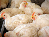 avicultura-Problemas-respiratorios-en-pollos-Mar-Biarnes-CESAC