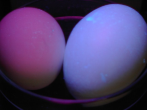 huevos-rayos-ultravioleta-cascara