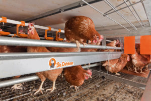 Jaulas enriquecidas para gallinas ponedoras de Big Dutchman
