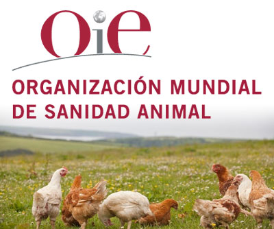 La OIE establecerá normas globales para el bienestar de las gallinas y crea  un grupo sobre resistencias antimicrobianas - Avicultura
