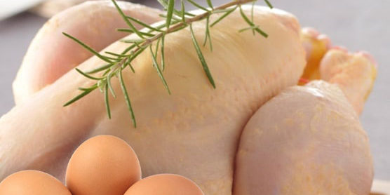 El pollo… y el huevo, las proteínas de las masas - Avicultura