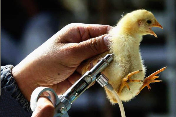 vacuna aviar