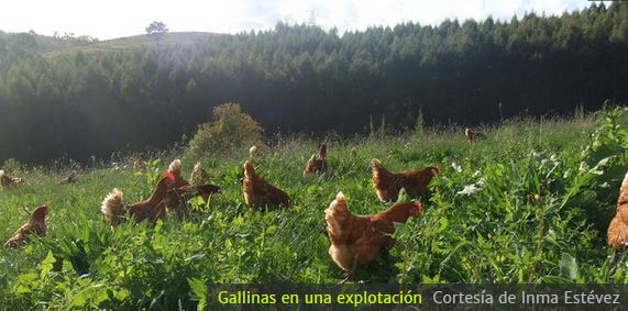Gallinas-2