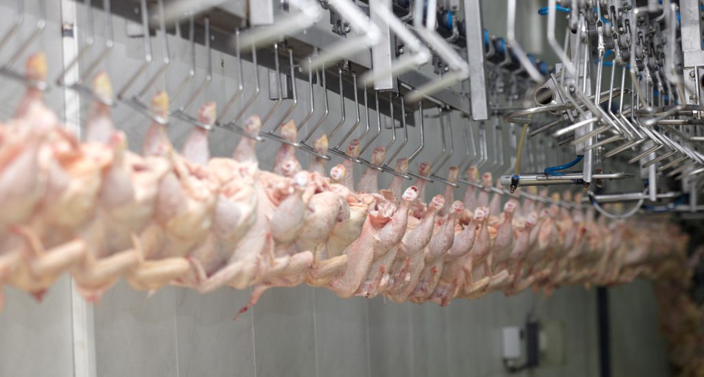 chicken-factory-line-slaughterhouse
