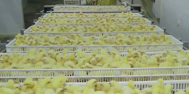 Extremadura: IBERGALLUS inaugurará nueva planta de incubación de   pollos/semana a inicios de 2019 - Avicultura
