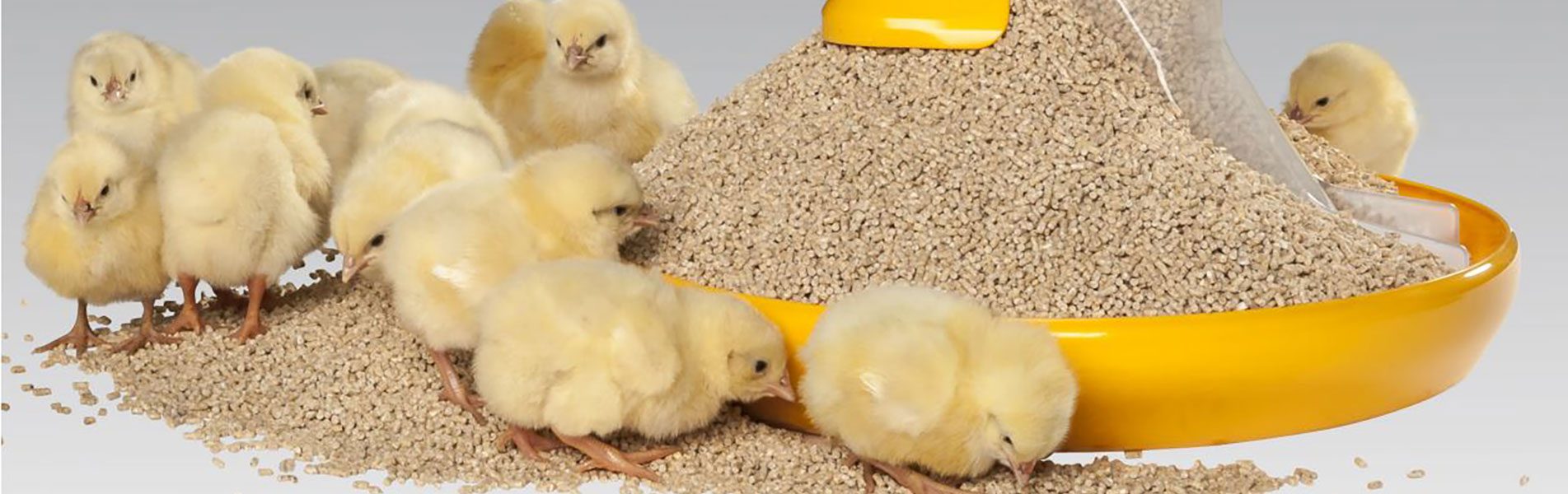 Recomendaciones nutricionales en piensos pre-starter de pollitos -  Avicultura
