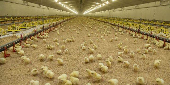 Ocho tendencias en nutrición animal que se podrán ver en EuroTier 2018 -  Avicultura
