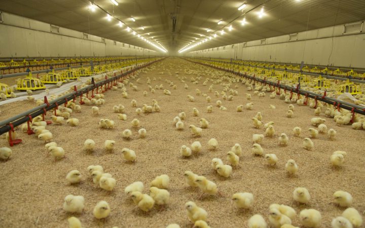 Ocho tendencias en nutrición animal que se podrán ver en EuroTier 2018 -  Avicultura