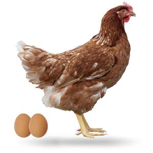 En cero Prueba de Derbeville La eficiencia productiva en gallinas ponedoras es mayor con las gallinas  agrupadas en función de su mayor peso corporal