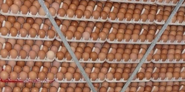gastos generales mucho Oceano Mejora de la incubabilidad de los huevos almacenados durante largo tiempo -  Avicultura
