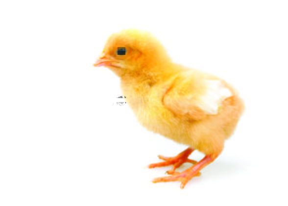 Crianza de aves de doble utilidad, para carne y para puesta - Avicultura