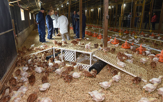 El enriquecimiento ambiental puede mejorar la salud del pollo,  concretamente de sus patas. - Avicultura