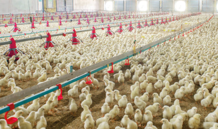 Introducir 72+ imagen como poner una granja de pollos