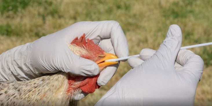 Se confirma el carácter bidireccional de transmisión del virus de la  influenza aviar entre aves silvestres y aves de producción - Avicultura