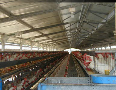 Argentina: el consumo interno de carne de pollo alcanzó un récord histórico  de 50 kg/cápita/año - Avicultura