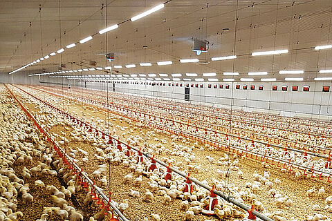 Nueva granja de  pollos de engorde en Albacete - Avicultura