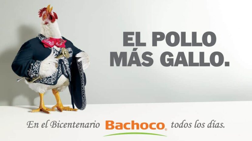 Los grandes, cada vez mayores: BACHOCO amplia su participación en la  producción de pollos - Avicultura