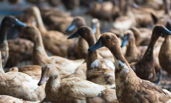 Usual Shinkan Instalar en pc La carne de pato y sus productos, una alternativa potencial del pollo ( I )  - Avicultura