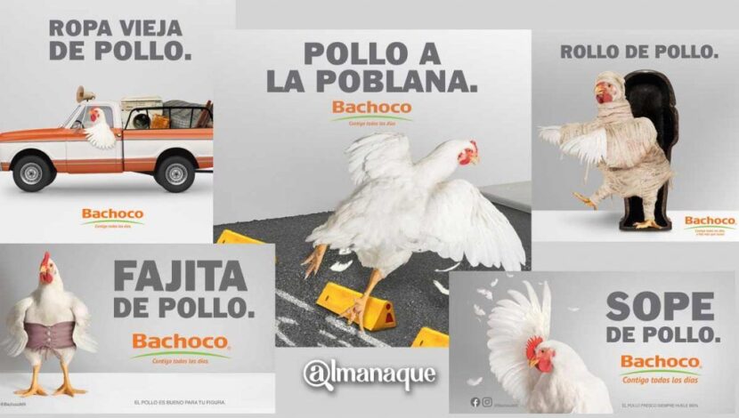 Los grandes, cada vez mayores: BACHOCO amplia su participación en la  producción de pollos - Avicultura