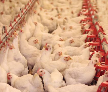 Cuál es el uso de la cal en la desinfección de granjas avícolas?