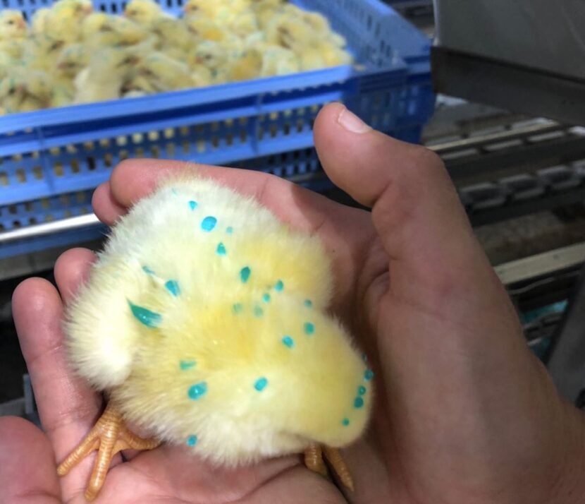 Alimentación temprana en pollitos: cómo implementarla - Avicultura