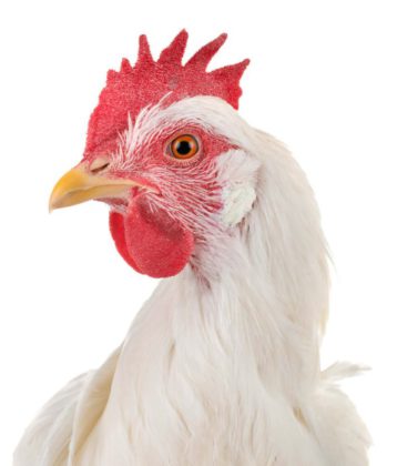 En busca de un broiler mejor: Estudio de 16 genéticas de pollo  diferenciadas por su rapidez de crecimiento - Avicultura